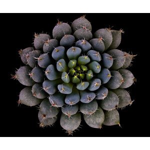 Fotografie Echeveria setosa var. deminuta, Victor	Mozqueda, 40 × 33.1 cm
