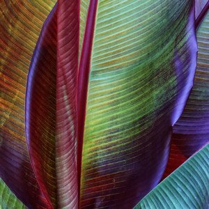 Fotografie Banana skin, Francois	Casanova, 40 × 40 cm