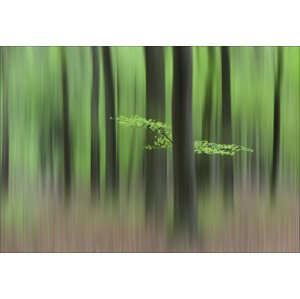Fotografie Spring Morning, Huib	Limberg, 40 × 26.7 cm