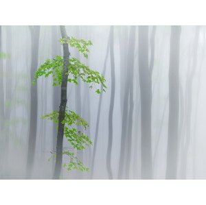 Fotografie the fog and leaves, michel	manzoni, 40 × 30 cm
