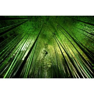 Fotografie Bamboo night, Takeshi	Marumoto, 40 × 26.7 cm