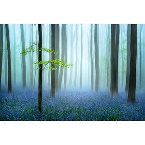 Fotografie the blue forest ........, Piet	Haaksma, 40 × 26.7 cm