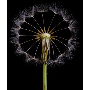 Fotografie The Wheel, Art	Lionse, 33.6 × 40 cm