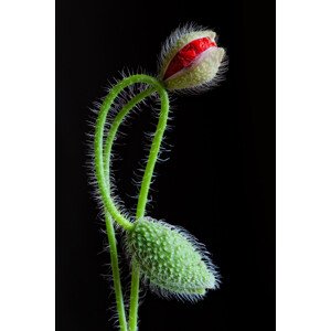 Fotografie Interlaced, Art	Lionse, 26.7 × 40 cm