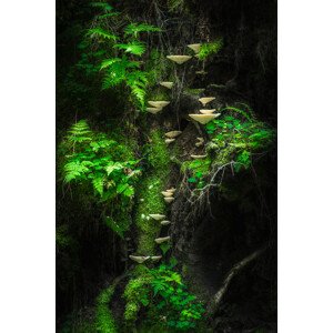Fotografie Mushroom Wall, Petri	Damstén, 26.7 × 40 cm