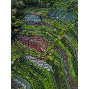 Fotografie Pattern, Farid	Yuwono, 30 × 40 cm