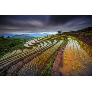 Fotografie Unseen Rice Field, Tetra, 40 × 26.7 cm