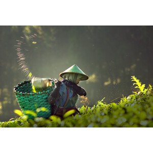 Fotografie tea pickers, muhammad	raju, 40 × 26.7 cm