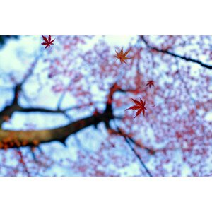 Fotografie heirinji, Kouji	Tomihisa, 40 × 26.7 cm
