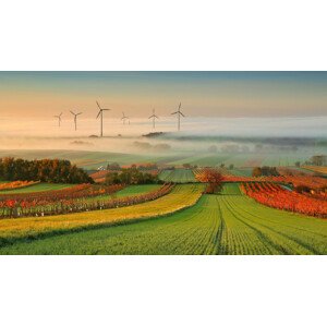 Fotografie Autumn Atmosphere in Vineyards, Matej	Kovac, 40 × 22.2 cm