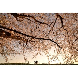 Fotografie Way Back, Takanobu　Kano, 40 × 26.7 cm