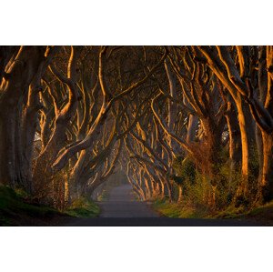 Fotografie The Dark Hedges in the Morning Sunshine, Piotr	Galus, 40 × 26.7 cm