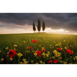 Fotografie Blooming Tuscany, Daniel	Řeřicha, 40 × 26.7 cm