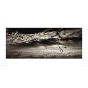 Umělecký tisk Ian Cumming  - Masai Mara Giraffe, 100 × 50 cm