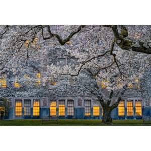 Fotografie Morning at University of Washington, Lydia	Jacobs, 40 × 26.7 cm