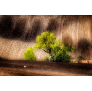Fotografie On the Fields, Piotr Krol, 40 × 26.7 cm