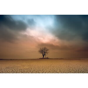 Fotografie A loner, Piotr Krol, 40 × 26.7 cm