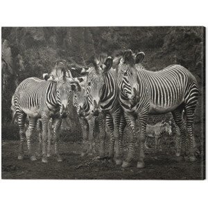 Obraz na plátně Marina Cano - Zebras, 2 - 80×60 cm