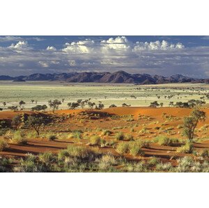 Fotografie Tok Tokkie Desert, Marc Pelissier, 40 × 26.7 cm