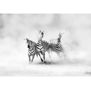 Fotografie Zebras, Juan Luis Duran, 40 × 26.7 cm