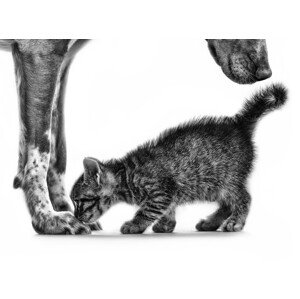 Fotografie Smell Me II, Monte Pi (10catsplus), 40 × 30 cm