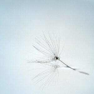 Fotografie Drops and stem, mathieu irthum, 40 × 40 cm
