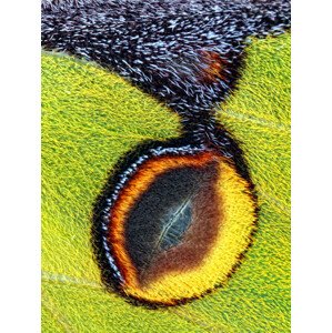 Fotografie Eyespot, Jimmy Hoffman, 30 × 40 cm