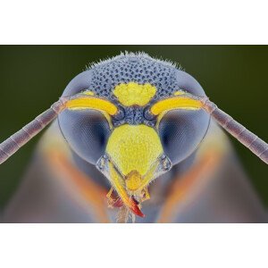 Fotografie Yellow Jacket, Aditya Permana, 40 × 26.7 cm