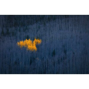 Fotografie Heart of Aspens, Michael Zheng, 40 × 26.7 cm