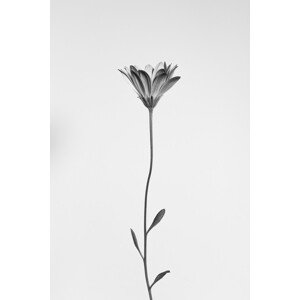 Fotografie Daisy, Thierry Lagandré (Transgressed Light), 26.7 × 40 cm