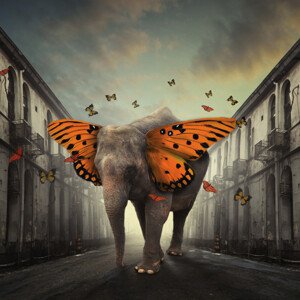 Fotografie Butterphant, hardibudi, 40 × 40 cm