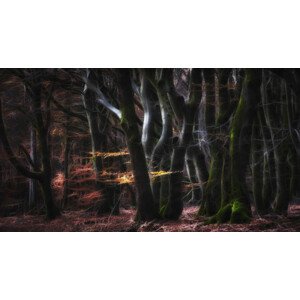 Fotografie Mystical Speulderforest, Saskia Dingemans, 40 × 22.2 cm
