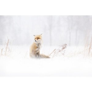 Fotografie Waiting..., Doris Reindl, 40 × 26.7 cm
