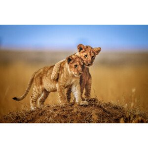 Fotografie Brothers for Life, Jeffrey C. Sink, 40 × 26.7 cm