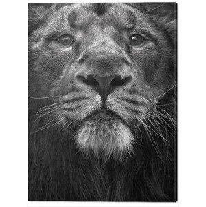 Obraz na plátně Marina Cano - The King, 2 - 60×80 cm