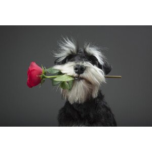 Fotografie Tango Dancer, Adnan Mahmutovic, 40 × 26.7 cm
