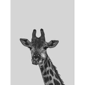Ilustrace Grey giraff, Finlay & Noa, 30 × 40 cm
