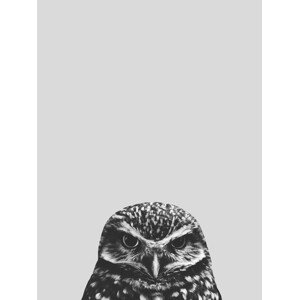 Ilustrace Grey owl, Finlay & Noa, 30 × 40 cm
