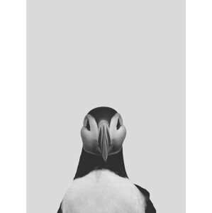 Ilustrace Grey puffin, Finlay & Noa, 30 × 40 cm
