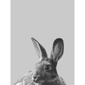 Ilustrace Grey rabbit, Finlay & Noa, 30 × 40 cm