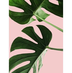 Ilustrace Pink palm, Finlay & Noa, 30 × 40 cm