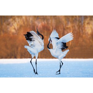 Fotografie The dance of love, C. Mei, 40 × 26.7 cm