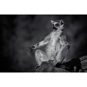 Fotografie Little Buddha, rainer inderst, 40 × 26.7 cm