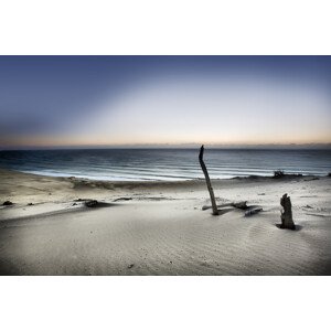 Fotografie Reach for the sun, Mel Brackstone, 40 × 26.7 cm