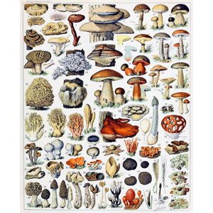 Obrazová reprodukce Illustration of  Mushrooms  c.1923, Millot, Adolphe Philippe, 30 × 40 cm