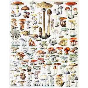 Obrazová reprodukce Illustration of Mushrooms  c.1923, Millot, Adolphe Philippe, 30 × 40 cm