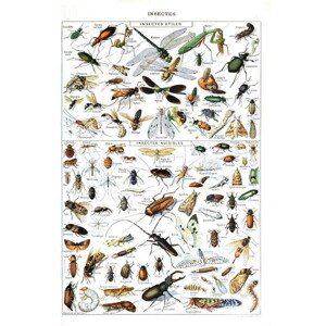Obrazová reprodukce Illustration of  useful Insects and insect pests c.1923, Millot, Adolphe Philippe, 26.7 × 40 cm
