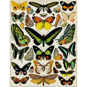 Obrazová reprodukce Illustration of Butterflies and moths c.1923, Millot, Adolphe Philippe, 30 × 40 cm