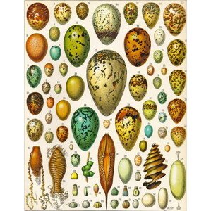 Obrazová reprodukce Illustration of Eggs c.1923, Millot, Adolphe Philippe, 30 × 40 cm