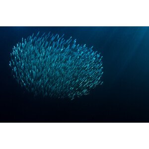 Fotografie The Bait Ball, Mikael Jigmo, 40 × 26.7 cm
